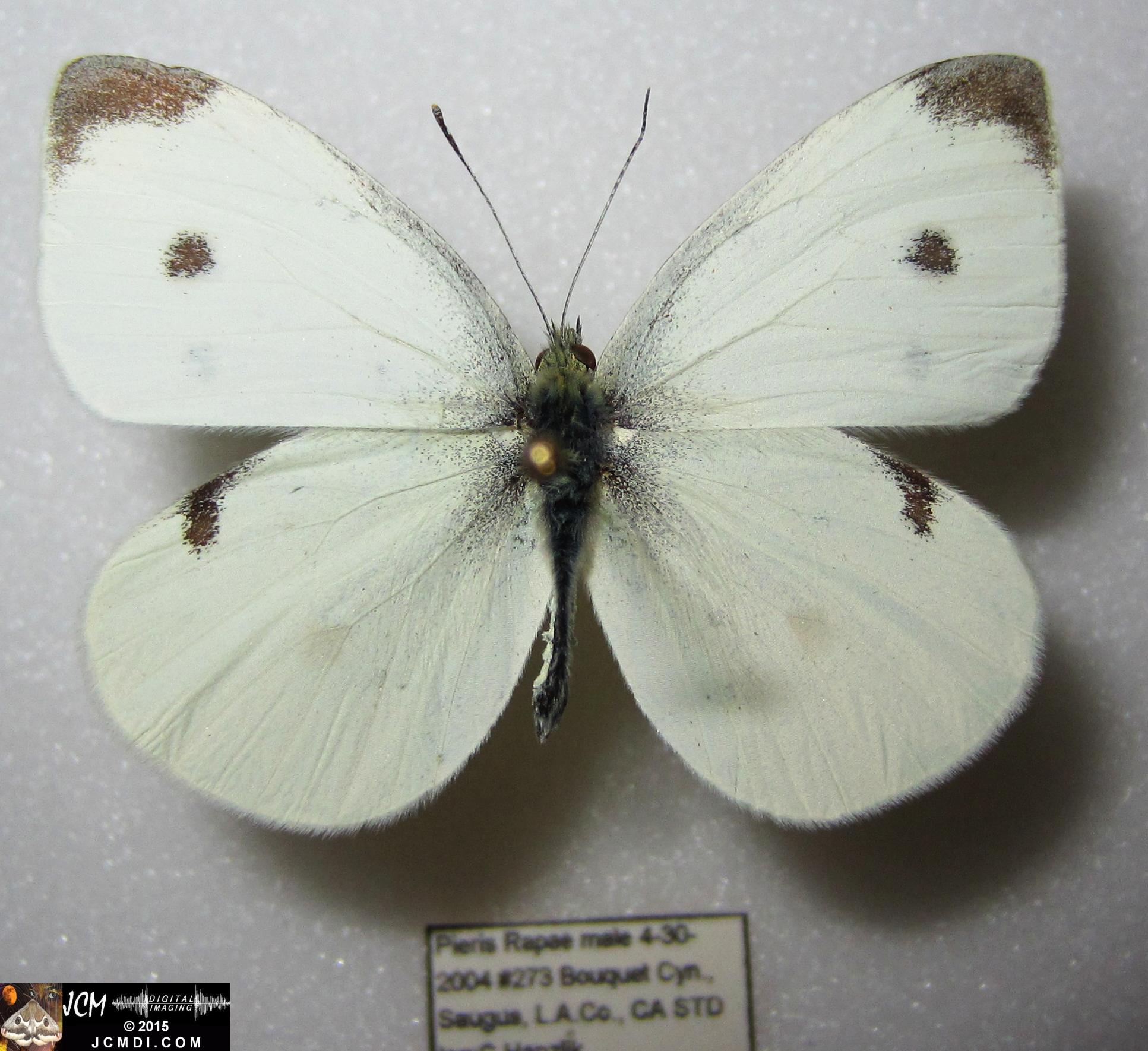 Cabbage Butterfly (Pieris rapae) adult insect, mounted male